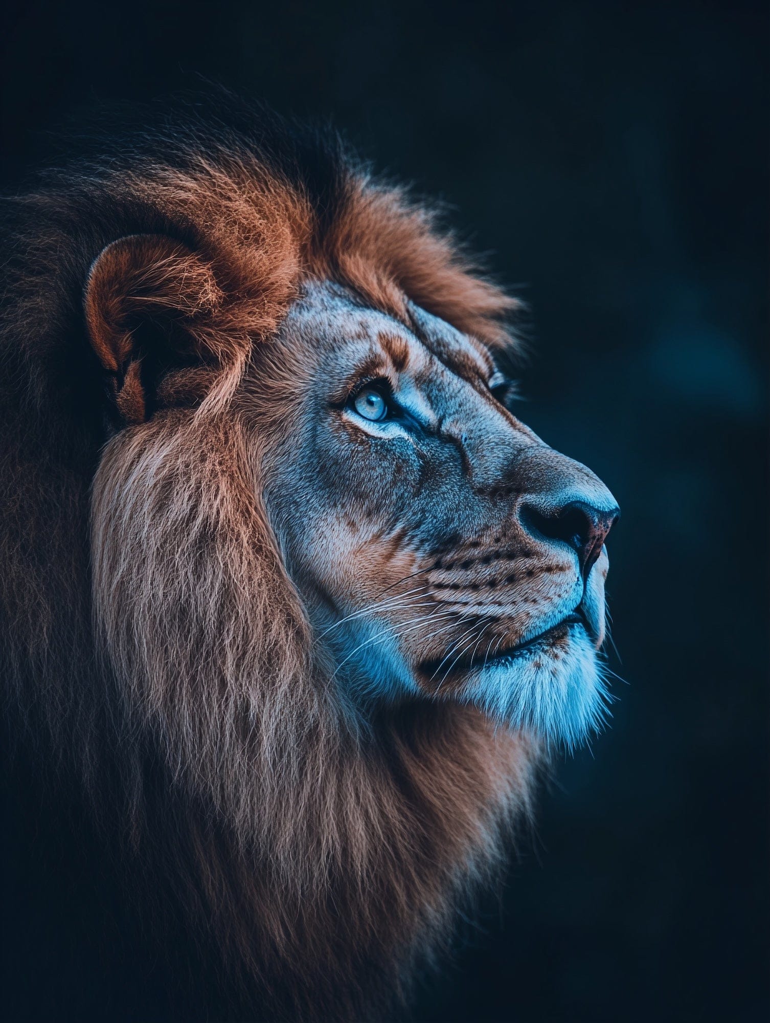 Alivia-Arts MAJESTÄT DES LICHTS – Der Blick eines Löwen - Gerahmte Leinwand